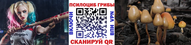 купить закладку  Кашира  Галлюциногенные грибы Psilocybe 